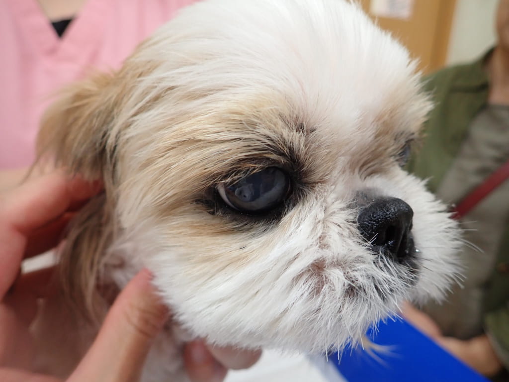 毛包虫症　治療後（成犬発症型）